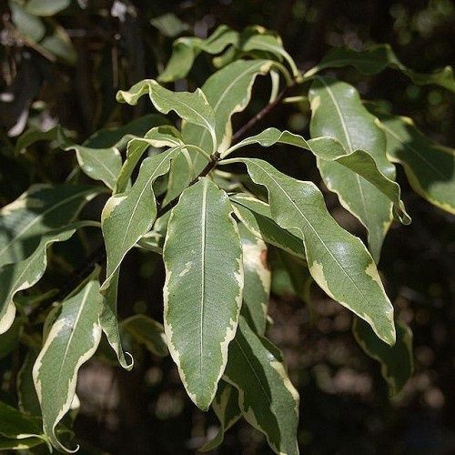 Pittosporum Platinum - 2.5Ltr (30/50)