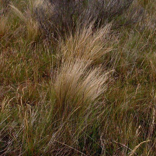 Festuca novae-zelandiae, Tussock - Pb2