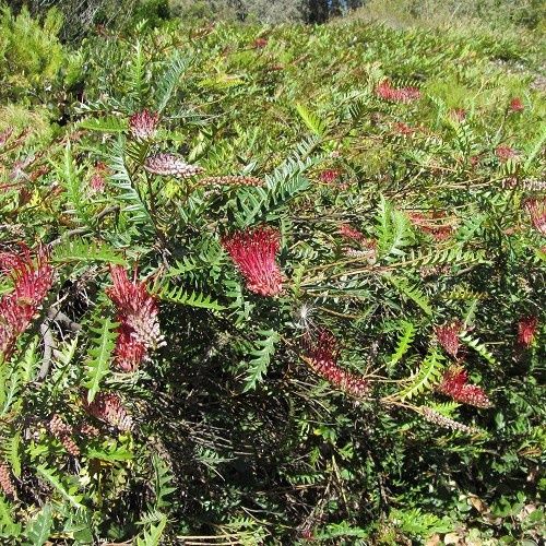 Grevillea Boongala Spinebill - Pb6.5