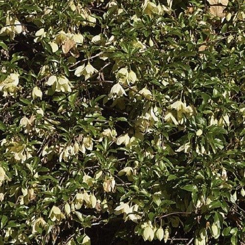 Clematis Wisley Cream - 2.5Ltr