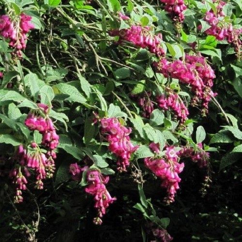 Buddleia colvilei, Colvile Butterfly Bush - 3.5Ltr