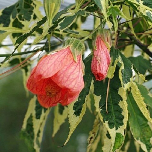 Abutilon x Souvenir De Bonn - 2Ltr/2.4Ltr