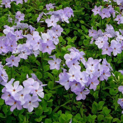 Phlox Blue Ridge, Creeping Phlox - 1.4Ltr/1.5Ltr