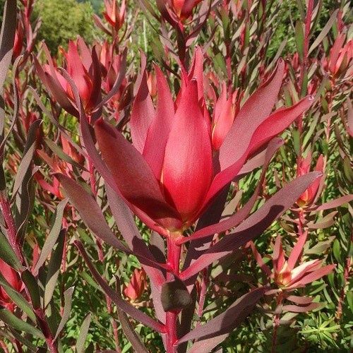 Leucadendron Blush of Dawn - 1.5Ltr/2.5Ltr (50/65)