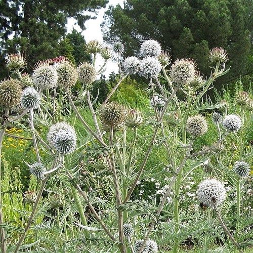 Echinops Arctic Glow, Great Globe Thistle - 1.4Ltr