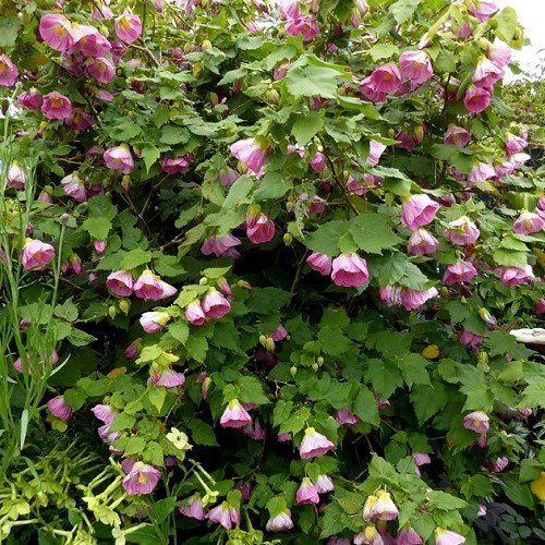 Abutilon Hot Pink - 2.5Ltr