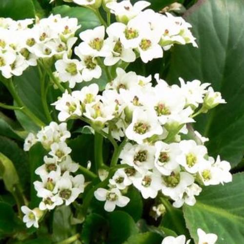 Bergenia Bressingham White - Pot