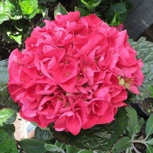 Hydrangea Raspberry Crush - 2.5Ltr/3.5Ltr
