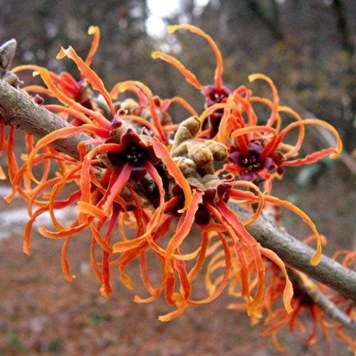 Hamamelis x Jelena, Witch Hazel - Pb18/Pb28 (170/200)