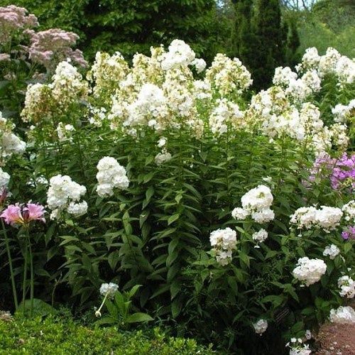Phlox Miss Lingard - Pb5