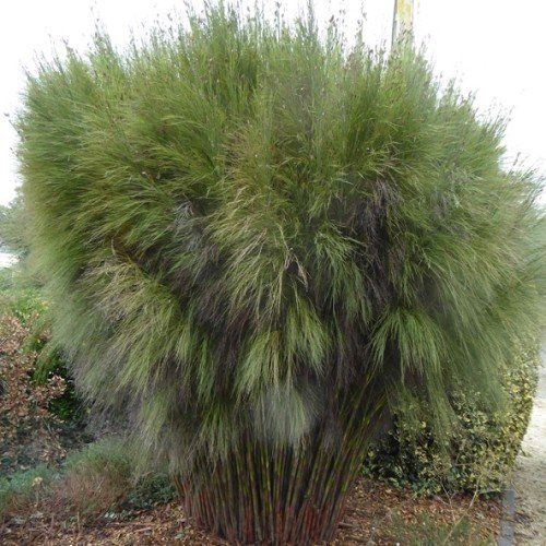 Rhodocoma capensis, Restio - Pb6.5