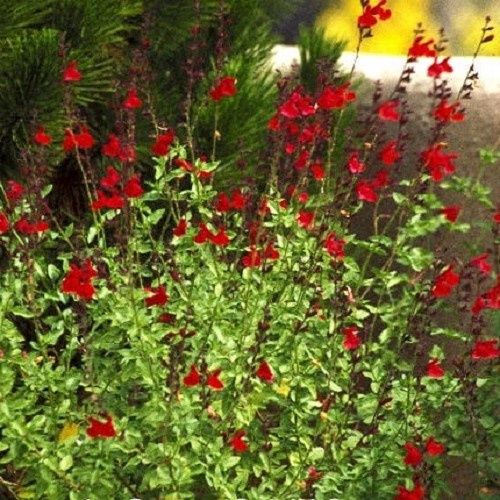 Salvia Maraschino Red, Cherry Salvia - 1.4Ltr