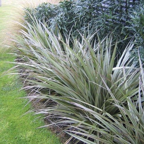 Astelia nervosa, Mountain Astelia