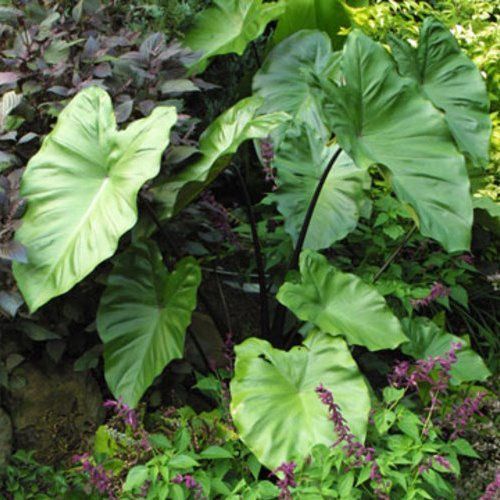 Colocasia Fontanesii, Black Stem Elephant Ear - Pb6.5