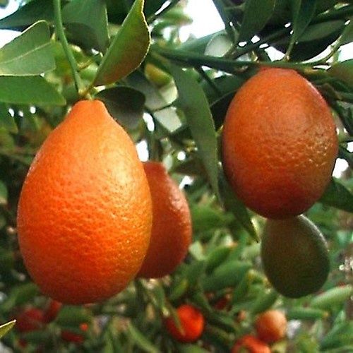 Citrus Orangequat - 4.7Ltr