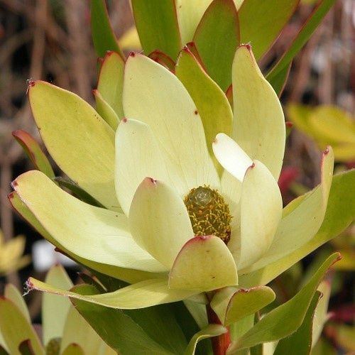Leucadendron Tokyo Gold - 3.5Ltr
