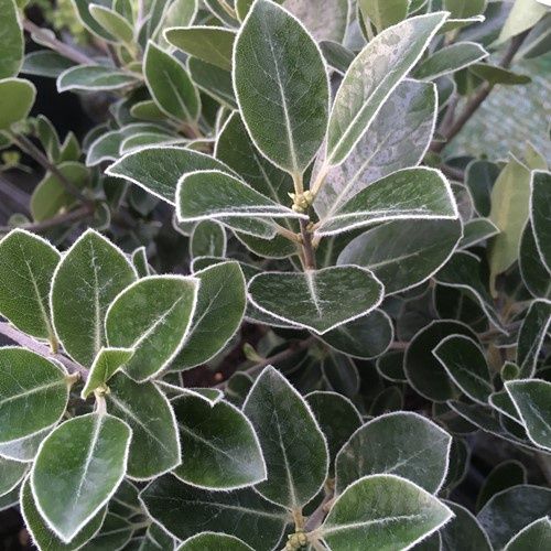 Pittosporum Stephens Island - Pb12/4Ltr