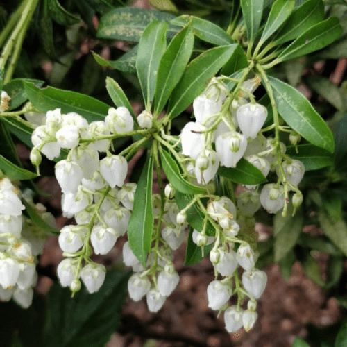 Pieris Temple Bells - 2Ltr (25/30)