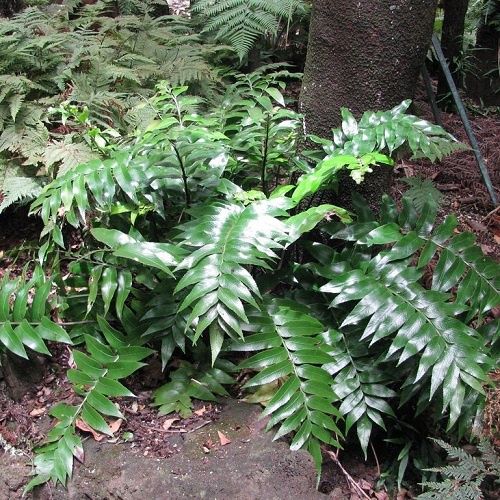 Asplenium oblongifolium, Shining Spleenwort