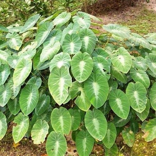 Colocasia fallax, Dwarf Taro - 2.5Ltr