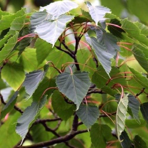 Acer caudatifolium, Snakebark Maple - 45Ltr