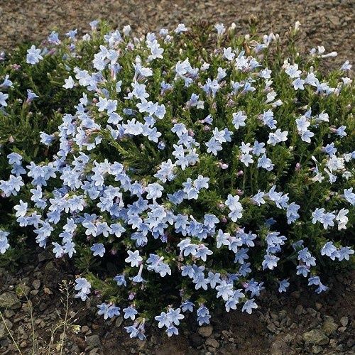 Lithodora Crystal Blue, Gromwell - 1.5Ltr