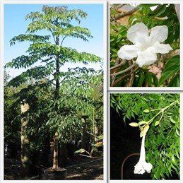 Radermachera sinica, China Doll - Pb12