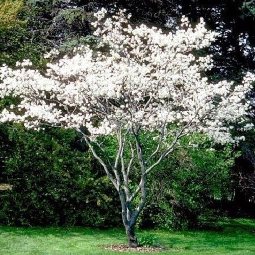 Amelanchier canadensis, Shad Bush - Pb28 (2m/2.5m)