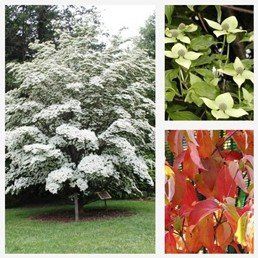 Cornus kousa China Girl - Pb18