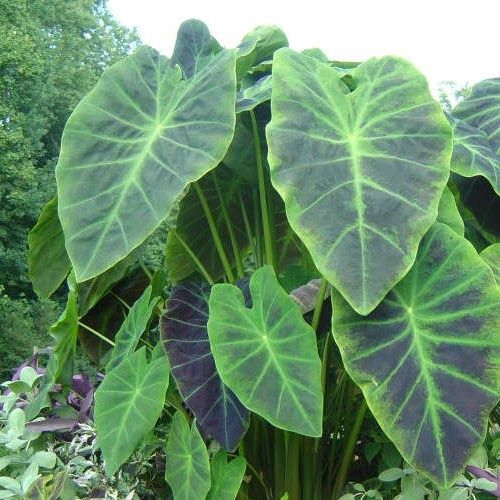 Colocasia Illustris - 2.5Ltr