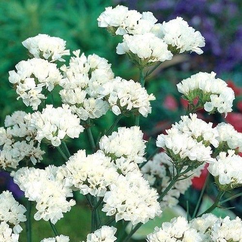 Limonium White - 1.5Ltr/2.4Ltr