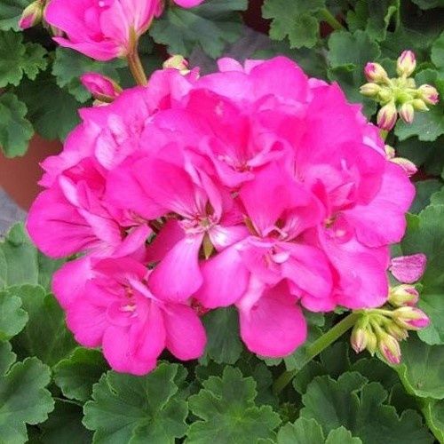 Pelargonium Big Eeze - 1.7Ltr