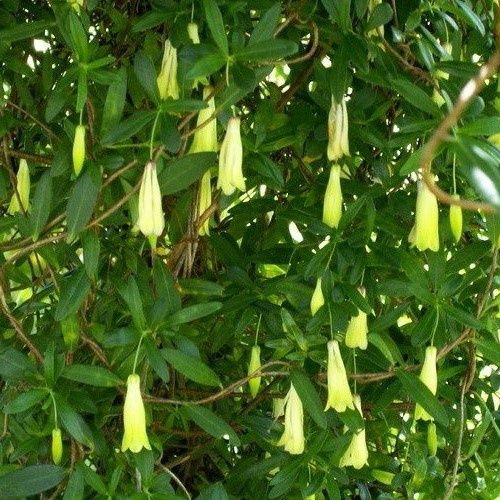 Billardiera longiflora, Purple Apple-Berry - 3.5Ltr