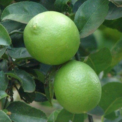 Lime Mexican Key - Pb10