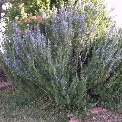 Rosmarinus Tuscan Blue - Pot