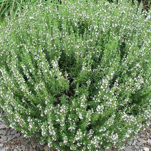 Rosmarinus Alba - Pot