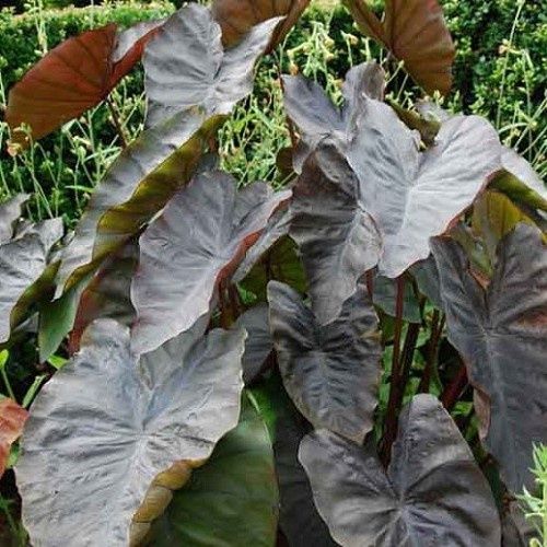 Colocasia Diamond Head - 2.5Ltr