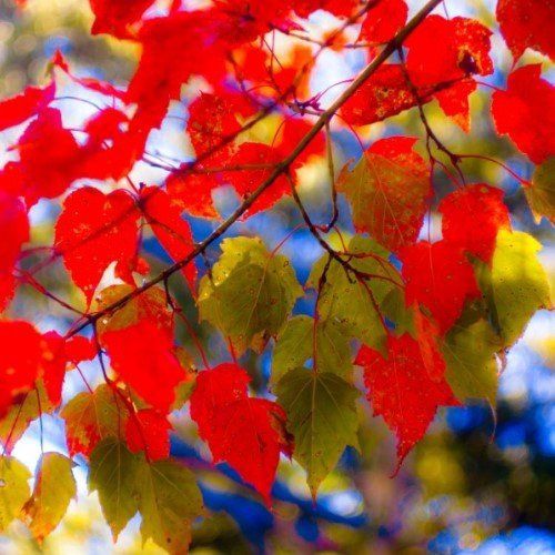 Acer caudatifolium, Snakebark Maple - Pb6.5