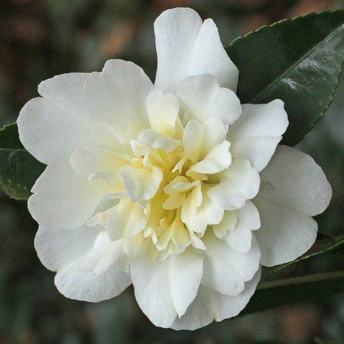 Camellia Gay Sue - 2.5Ltr (100/120)