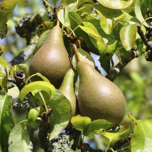 Pear Conference - Pb18