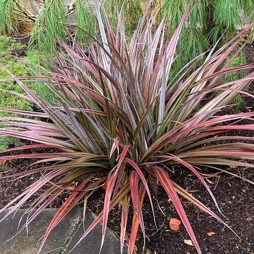 Astelia nivicola Red Devil - 1.5Ltr/2.5Ltr