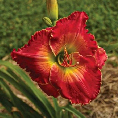 Hemerocallis King Lamoni, Daylily - 2.5Ltr (30)