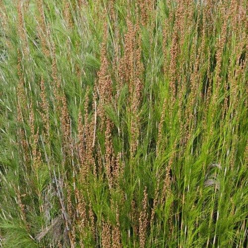 Baloskion tetraphyllum, Tassel Cord Rush - 2.5Ltr