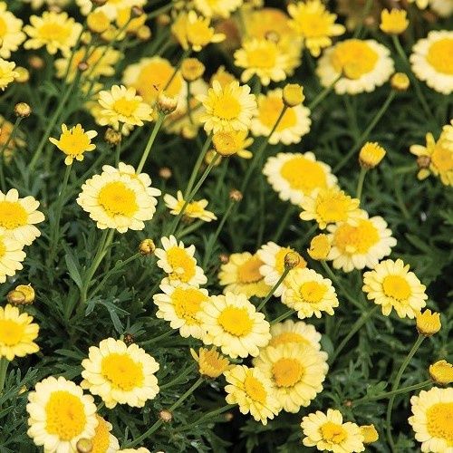 Argyranthemum Double Yellow - 1.5Ltr