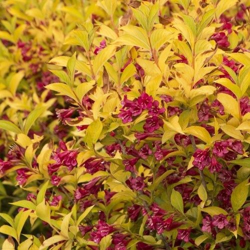 Weigela Golden Dragon - 4.5Ltr