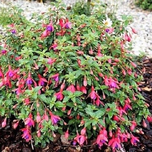 Fuchsia Tom Thumb - Pb3