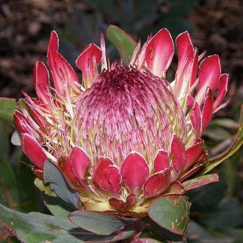 Protea Sylvia - 3.5Ltr