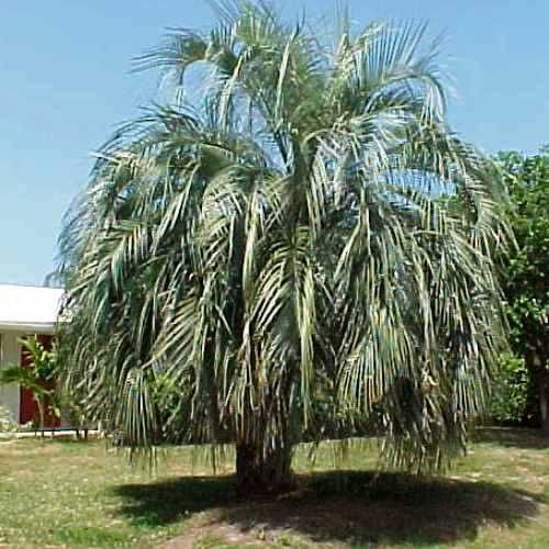 Butia capitata - 45ltr (100/120)