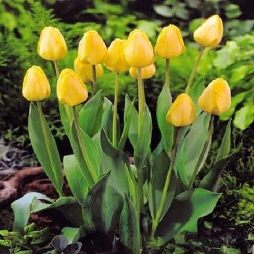 Tulip Golden Apeldoorn