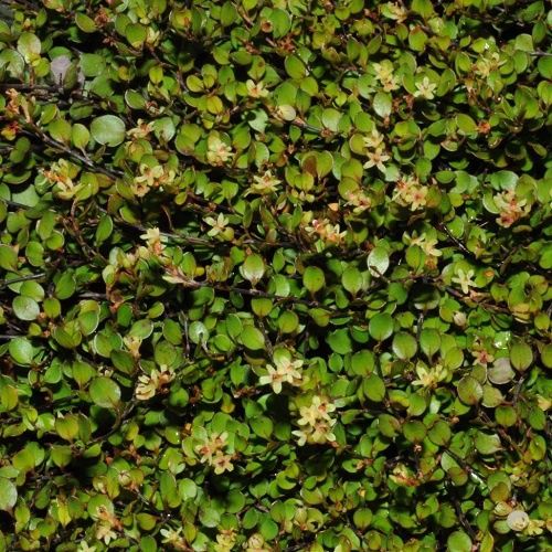 Muehlenbeckia axillaris - 1.5Ltr